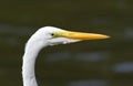 Closeup of Great Egret Royalty Free Stock Photo