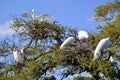 Closeup of Great egrets (Ardea alba) building nests at treetop Royalty Free Stock Photo