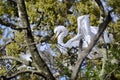 Closeup of Great egrets (Ardea alba) perched on tree Royalty Free Stock Photo