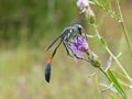 Great Golden Digger Wasp On Flower Royalty Free Stock Photo