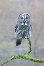 closeup of Great gray owl Strix nebulosa Royalty Free Stock Photo