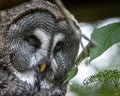 Closeup of a Great Grey Owl Royalty Free Stock Photo