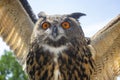 Closeup of Great horned owl flying with outspead wings Royalty Free Stock Photo