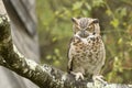 Closeup of a Great horned owl on a tree branch under the sunlight with a blurry background Royalty Free Stock Photo