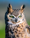 Closeup of a Great Horned Owl (Bubo virginianus) Royalty Free Stock Photo