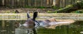 Closeup of a great indian rhinoceros taking a bath, Rhino in the water, vulnerable animal specie from India Royalty Free Stock Photo