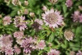 Closeup of a great masterwort - astrantia major flowers