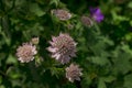 Closeup of a great masterwort - astrantia major flowers Royalty Free Stock Photo