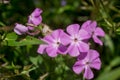 Closeup of a great masterwort - astrantia major flowers Royalty Free Stock Photo