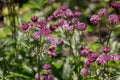 Closeup of a great masterwort - astrantia major flowers Royalty Free Stock Photo