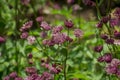 Closeup of a great masterwort - astrantia major flowers Royalty Free Stock Photo