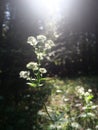 Closeup of Great masterwort plants in a garden with sunbeams