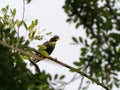 Close up Great Myna Bird Perched on Branch Isolated on Background