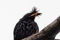 Close up Great Myna Bird Perched on Branch Isolated on White Background