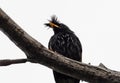 Close up Great Myna Bird Perched on Branch Isolated on White Background