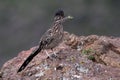 Closeup of a great roadrunner bird eating a bug in the wilderness Royalty Free Stock Photo