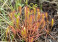 Great sundew, Drosera anglica Royalty Free Stock Photo