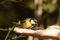 Closeup of a great tit bird perched on a person's hand under the sunlight outdoors Royalty Free Stock Photo