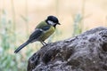 Closeup of a great tit bird perched on a rock in a field with a blurry background Royalty Free Stock Photo