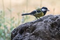 Closeup of a great tit bird perched on a rock in a field with a blurry background Royalty Free Stock Photo