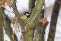 Closeup of a great tit perched on a tree branch Royalty Free Stock Photo