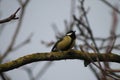 Closeup of a great tit perched on a tree branch against a blurry backgroundW