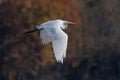 Closeup of a Great White Egret captured during a flight on a sunny autumn day Royalty Free Stock Photo