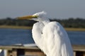 Closeup of Great White Egret Royalty Free Stock Photo