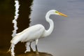 A closeup of a great white egret. Royalty Free Stock Photo