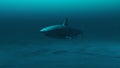 Closeup of  A Great white shark swimming in the blue ocean water.3d render Royalty Free Stock Photo