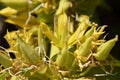 Closeup great yellow gentian