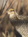 A closeup of a Greater Prairie Chicken on a spring evening Royalty Free Stock Photo