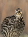 A closeup of a Greater Prairie Chicken on a spring evening