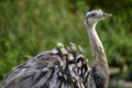 Closeup Greater Rhea Royalty Free Stock Photo