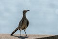 Closeup of a Greater Roadrunner standing on a concrete table Royalty Free Stock Photo