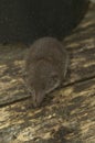 Closeup on the greater white -toothed shrew, Crocidura russula sitting on the ground
