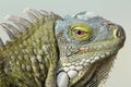 Closeup of Greeen Iguana Royalty Free Stock Photo
