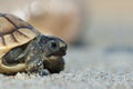 Closeup of Greek Tortoise also known as spur-thighed tortoise Royalty Free Stock Photo