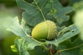 Green acorn or beechnut growing in oak tree Royalty Free Stock Photo