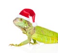 Closeup green agama in red christmas hat. isolated on white Royalty Free Stock Photo