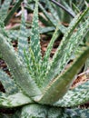 Closeup green aloe Humilis ,Spider Aloe plants ,Blue Dwarf ,Crocodile Jews Royalty Free Stock Photo