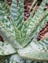 Closeup green aloe Humilis ,Spider Aloe plants ,Blue Dwarf ,Crocodile Jews Royalty Free Stock Photo