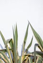 Closeup of green aloe plant with warm sunlight shadows on the white wall. Cactus aesthetic wallpaper