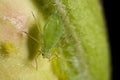 Closeup of a green aphid
