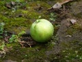Closeup of a green apple on the ground during the daytime Royalty Free Stock Photo