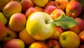 Closeup of green apple with leaf lying on red apples Royalty Free Stock Photo