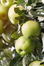 Closeup of green apples on a branch in an orchard Royalty Free Stock Photo