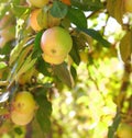 Closeup of green apples growing on an apple tree branch in summer with copyspace. Fruit hanging from an orchard farm Royalty Free Stock Photo