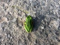 Closeup of Green asian tree frog. Wild animal.