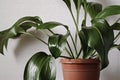 Closeup on a green aspidistra plant in a pot